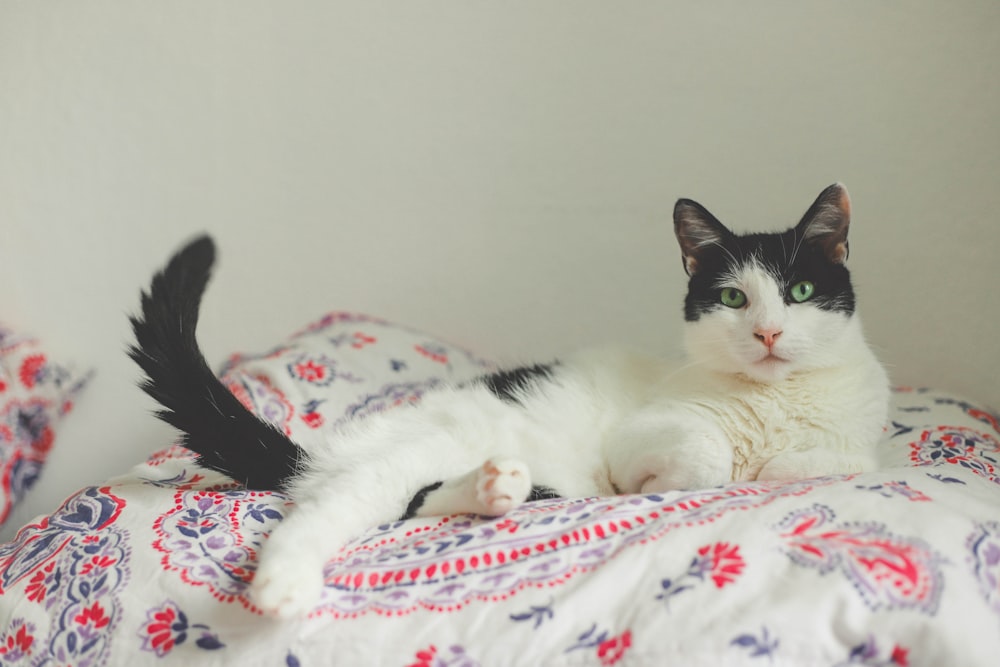 white and black cat lying on white and red floral textile