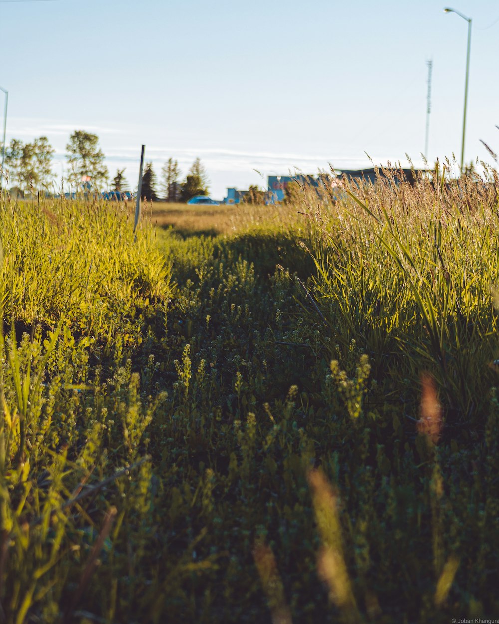 campo de grama verde durante o dia