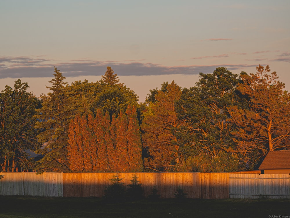 brown trees near body of water during daytime