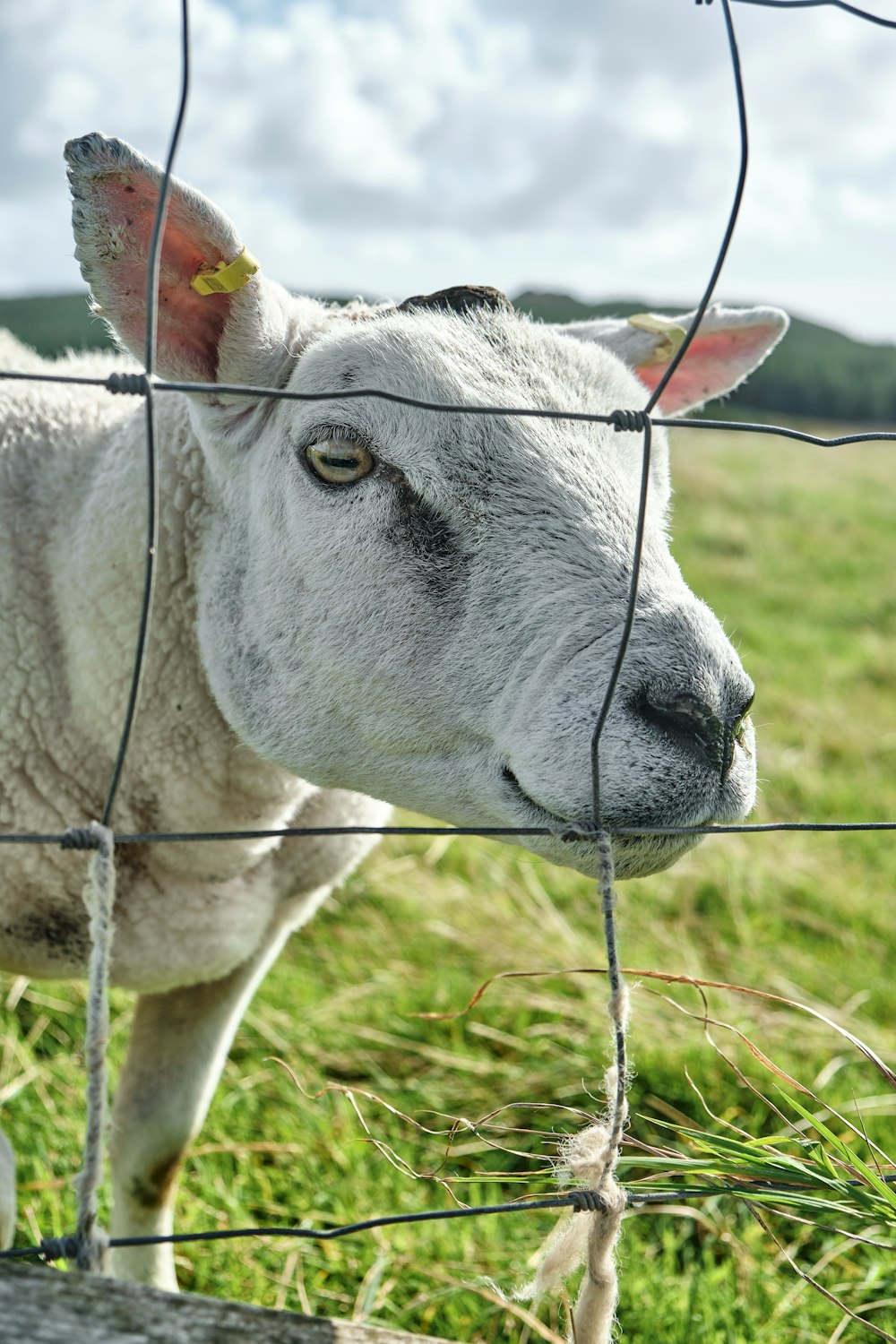 white sheep on green grass during daytime