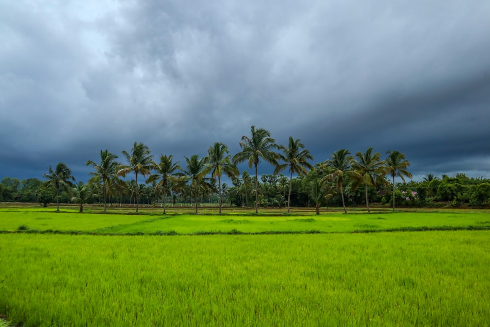 green grass field under cloudy sky during daytime