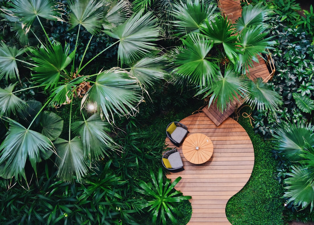 green and brown wooden board with pine tree leaves