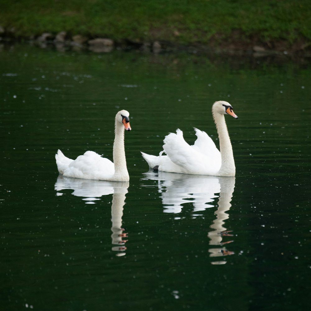 white swan on water during daytime