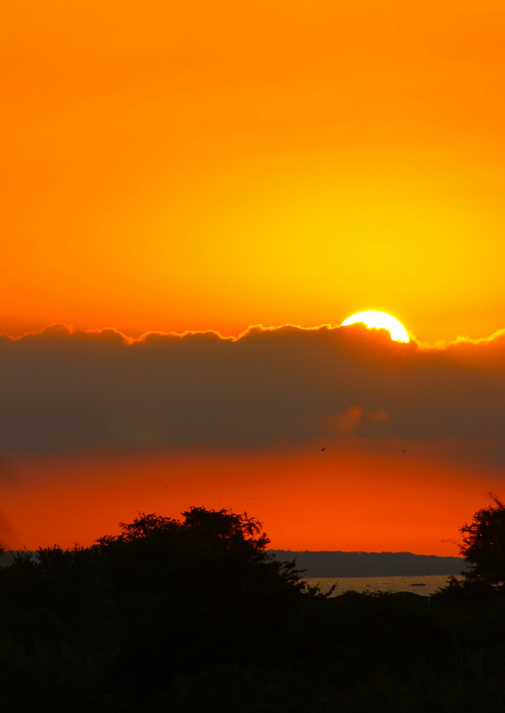 silhouette of trees during sunset