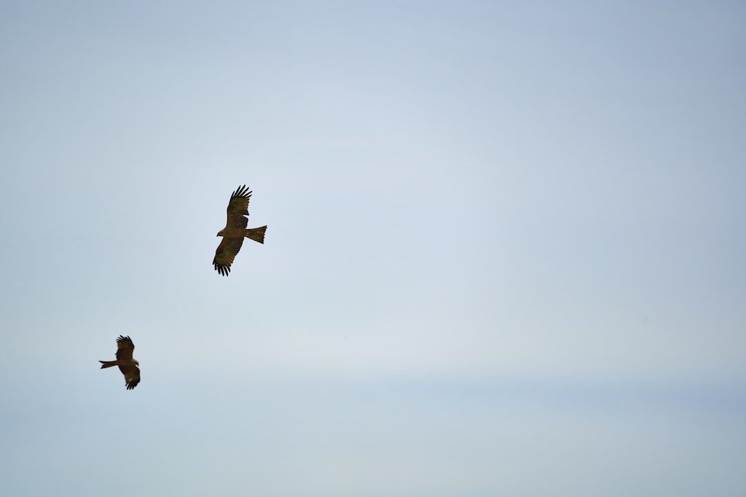 brown bird flying in the sky