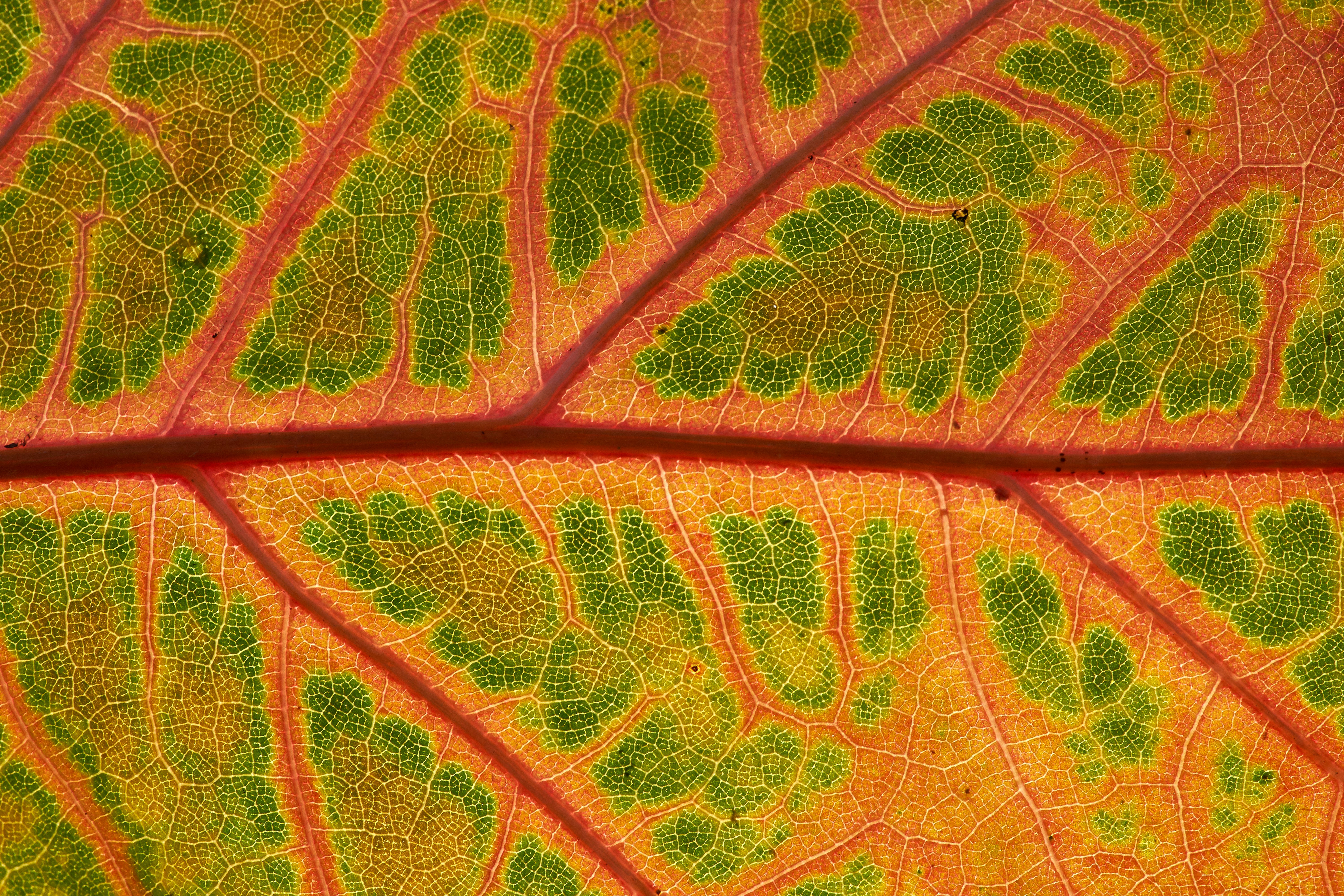 Photo by wolfgang_hasselmann