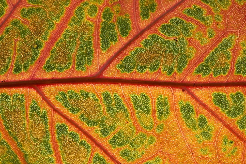 green and brown leaf in close up photography