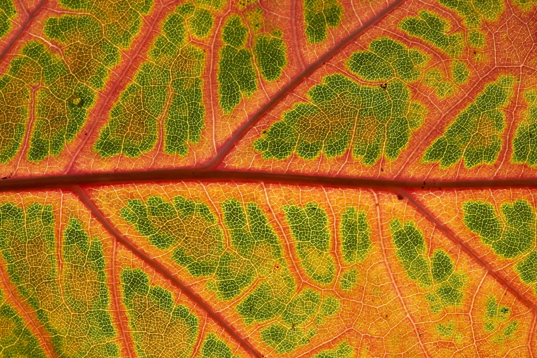 green and brown leaf in close up photography