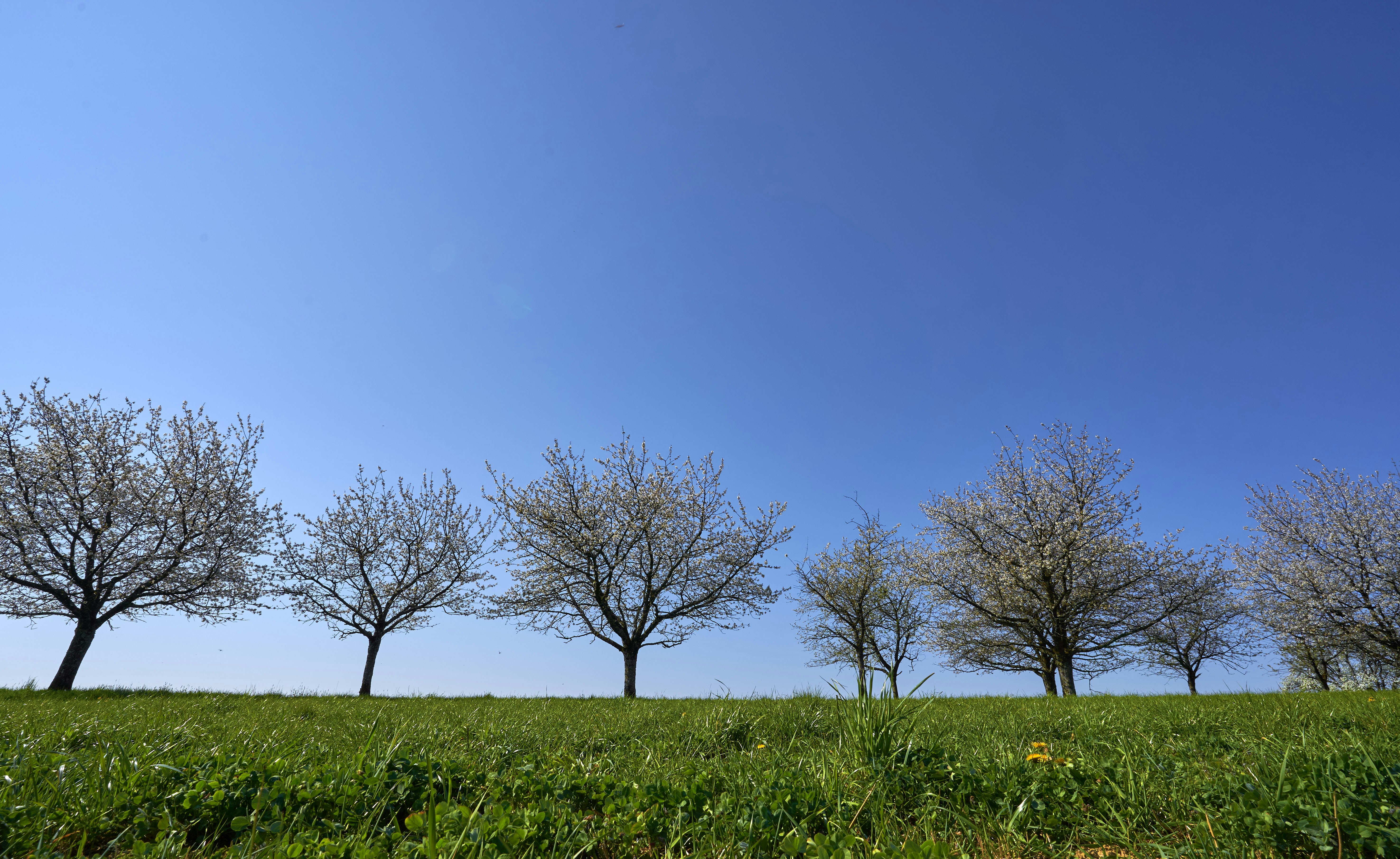 Photo by wolfgang_hasselmann