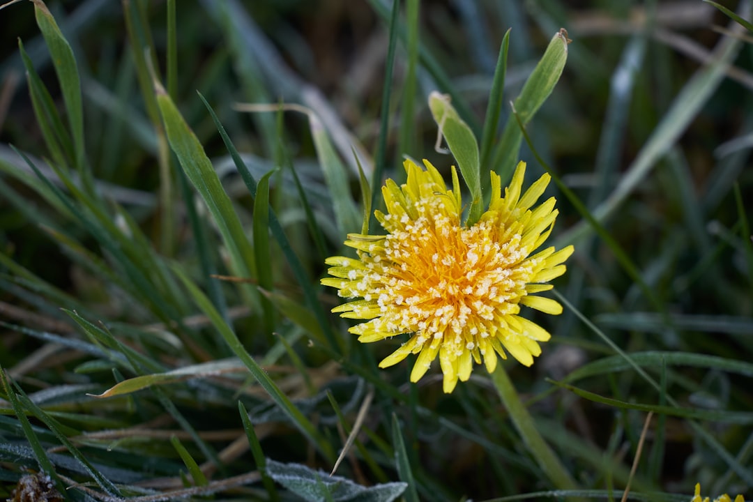 yellow flower in tilt shift lens