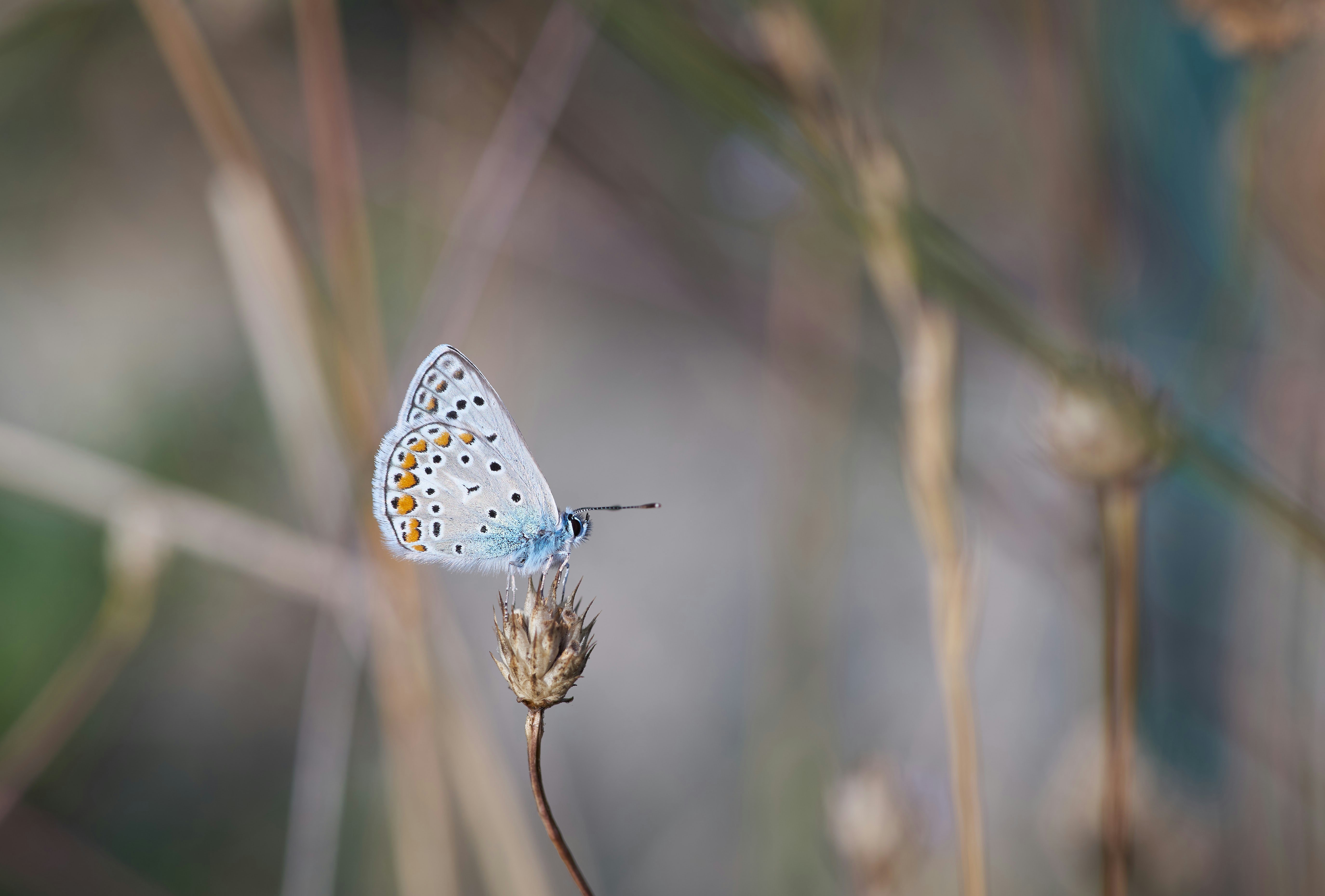 Photo by wolfgang_hasselmann