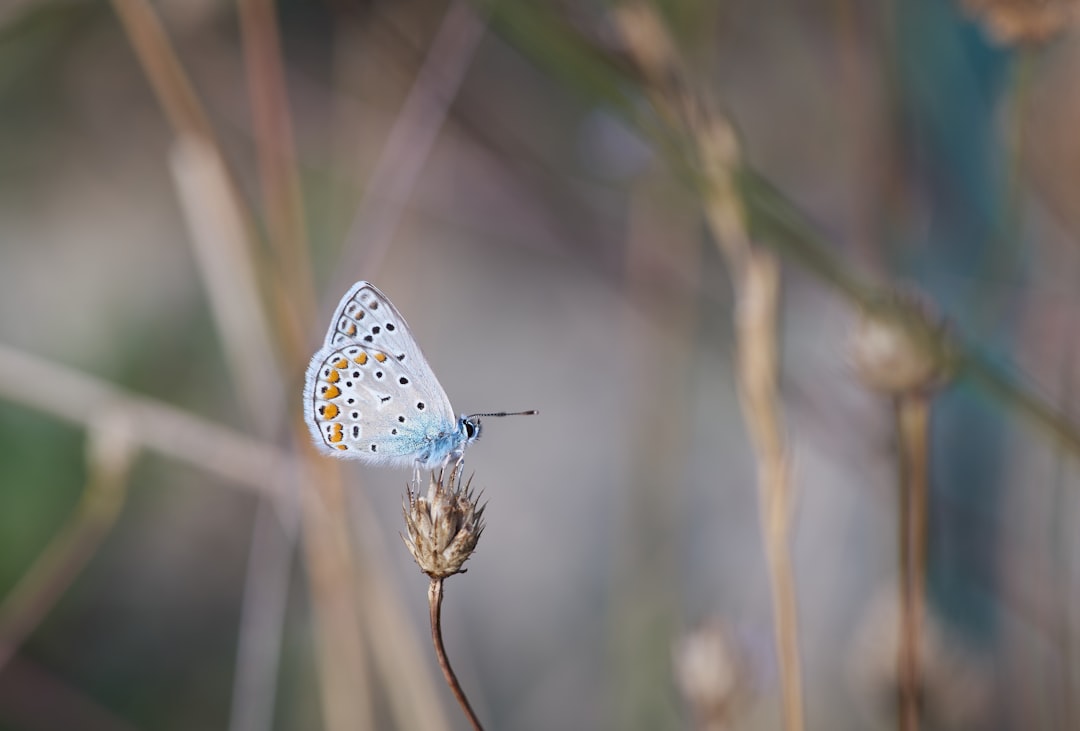 blue and white butterfly perched on brown stem in tilt shift lens