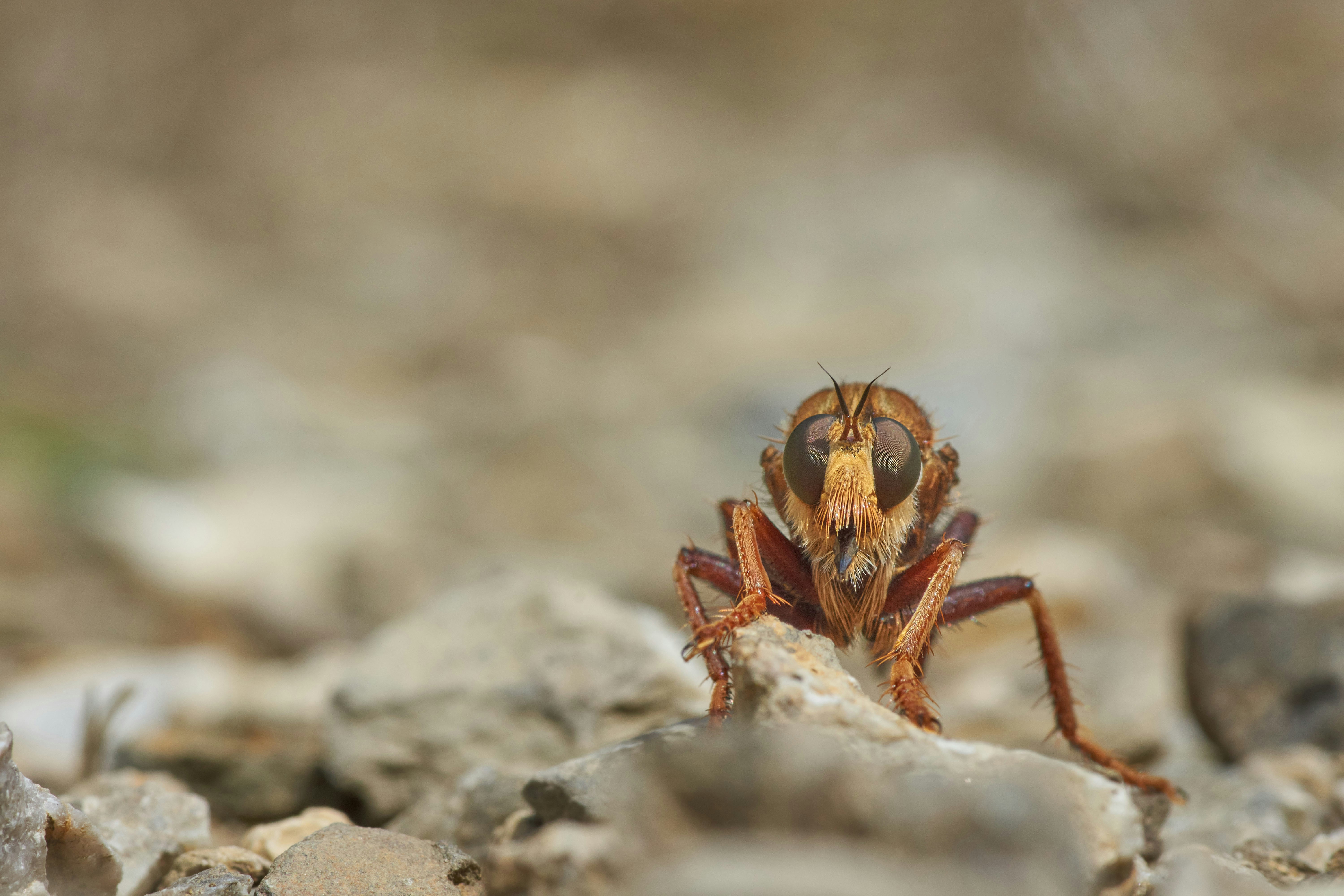 Photo by wolfgang_hasselmann