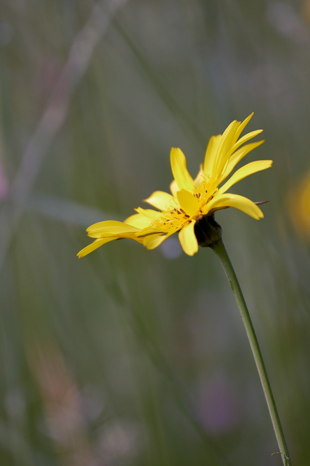 yellow flower in tilt shift lens