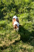 brown and white short coated dog on green grass field during daytime
