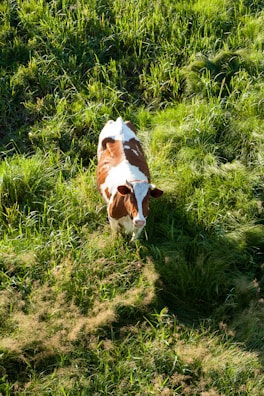 brown and white short coated dog on green grass field during daytime