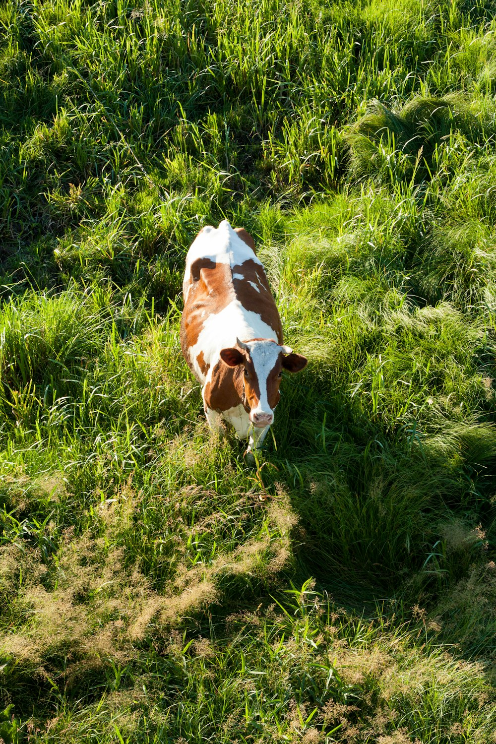 brown and white short coated dog on green grass field during daytime