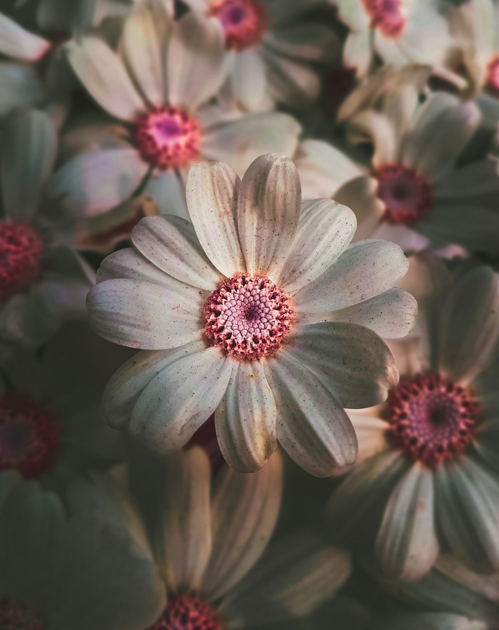 pink flower in tilt shift lens