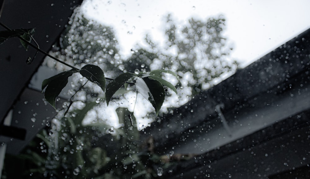 water droplets on green leaves during daytime