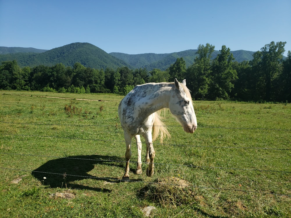 cheval blanc sur le champ d’herbe verte pendant la journée