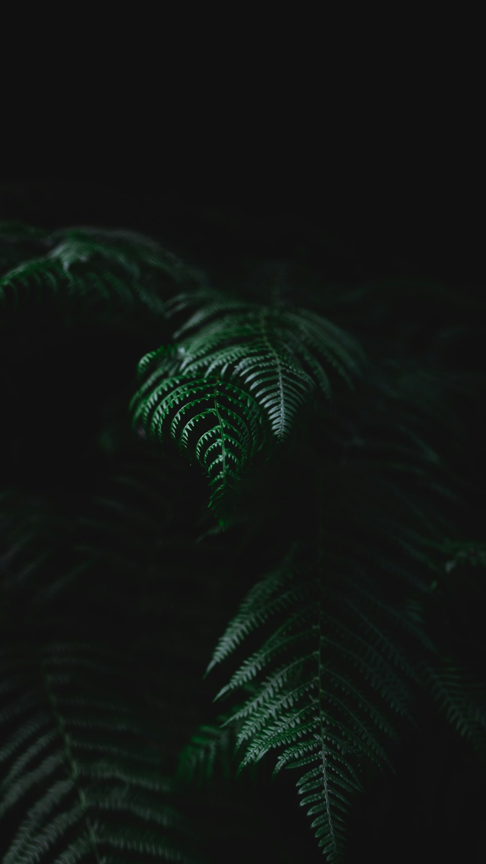 green fern plant in close up photography