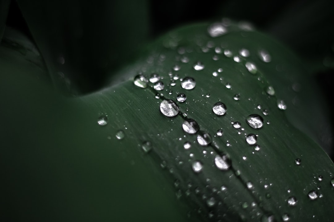 water droplets on green leaf