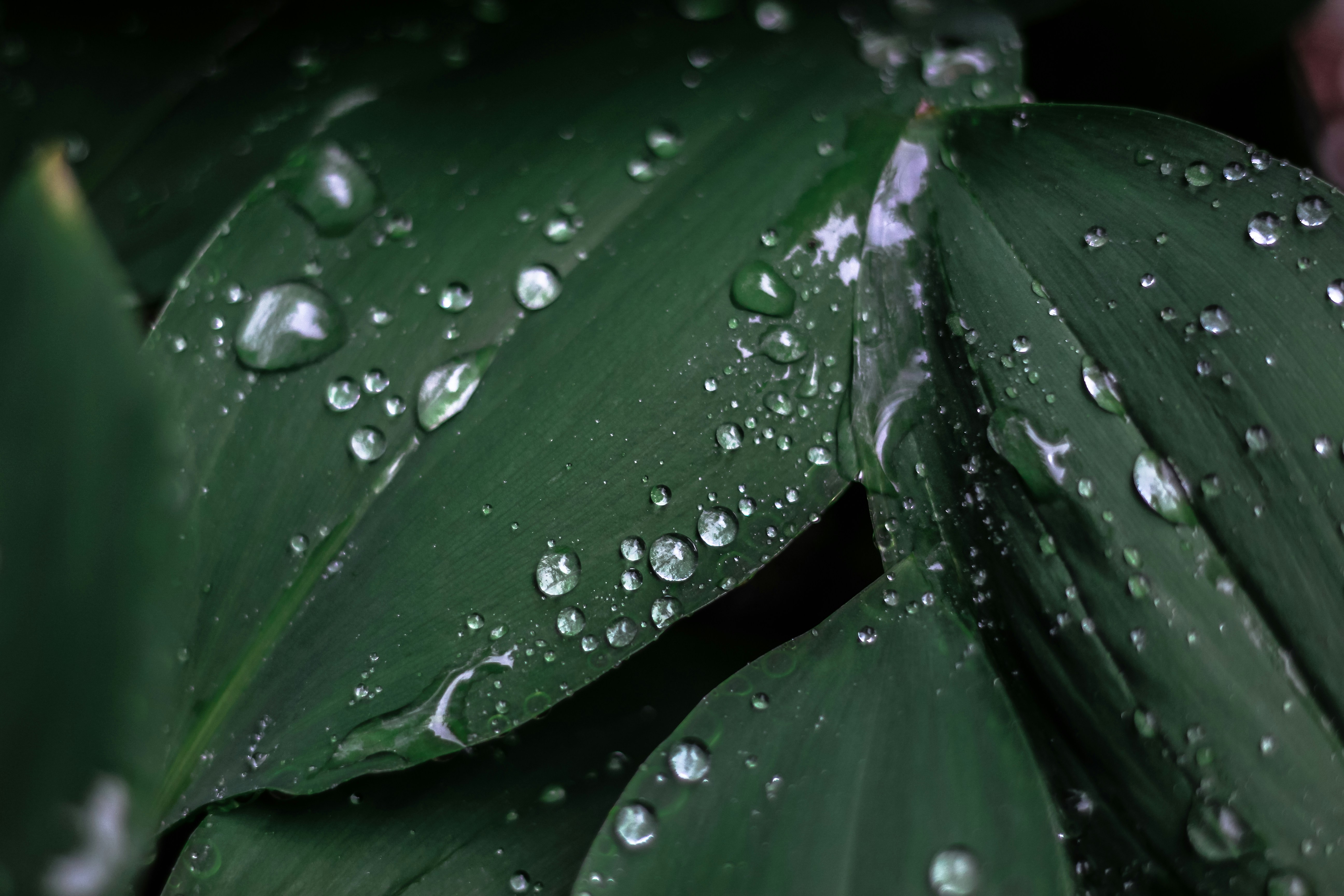 Photo by valentinsalja