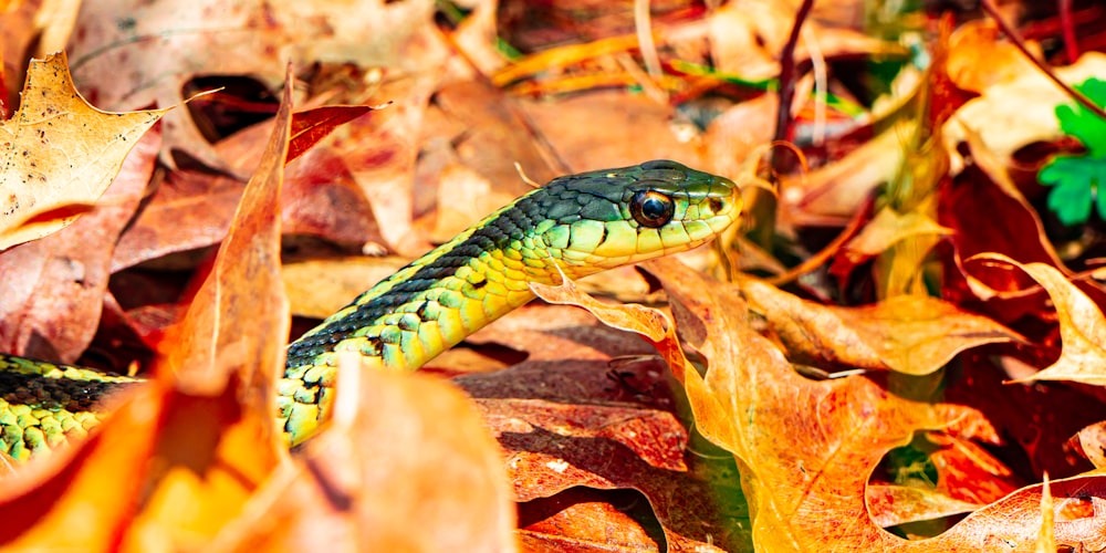 black and yellow snake on brown dried leaves