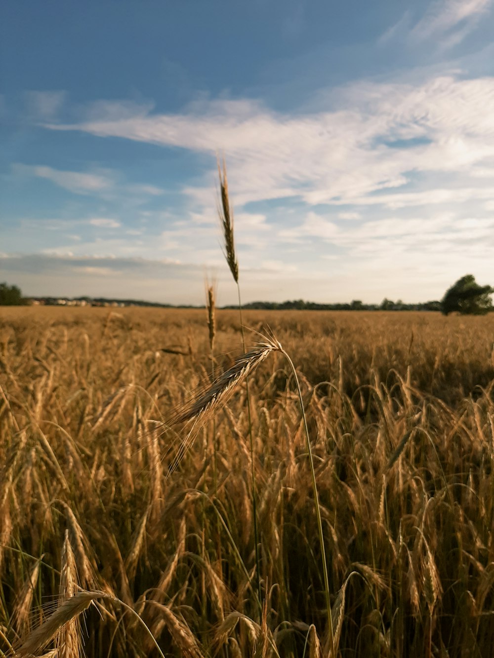 brown wheat field under blue sky and white clouds during daytime