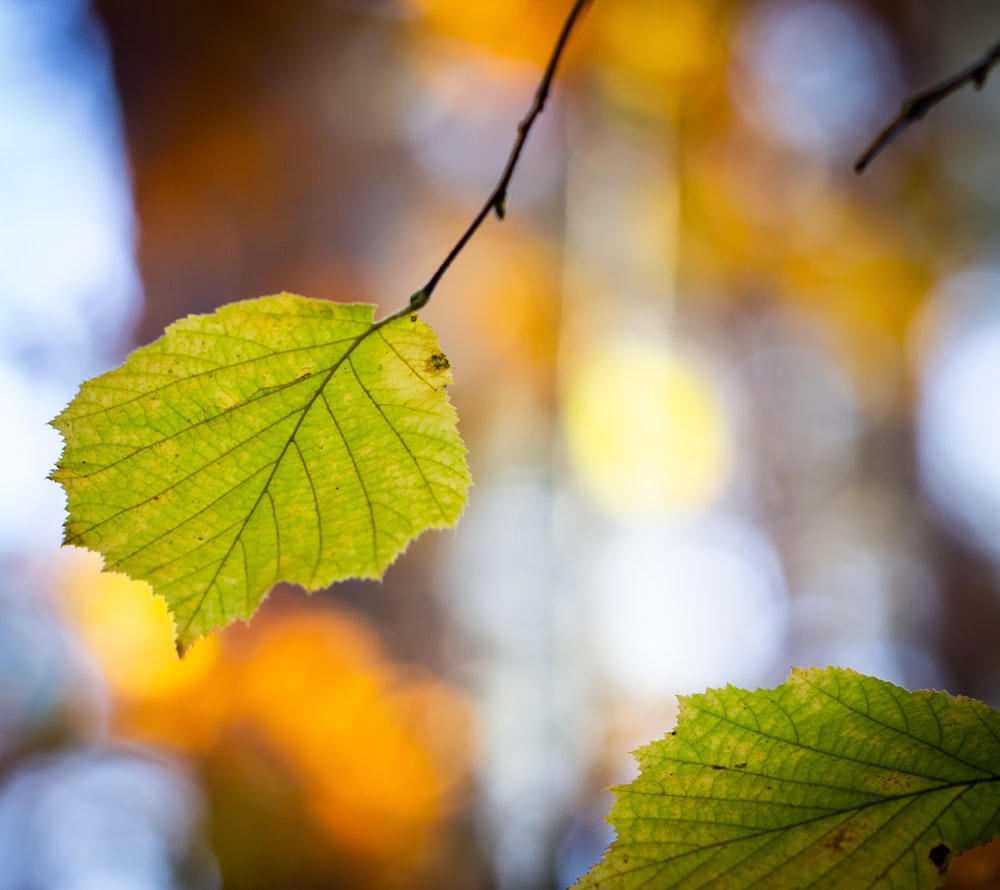 green leaf in tilt shift lens