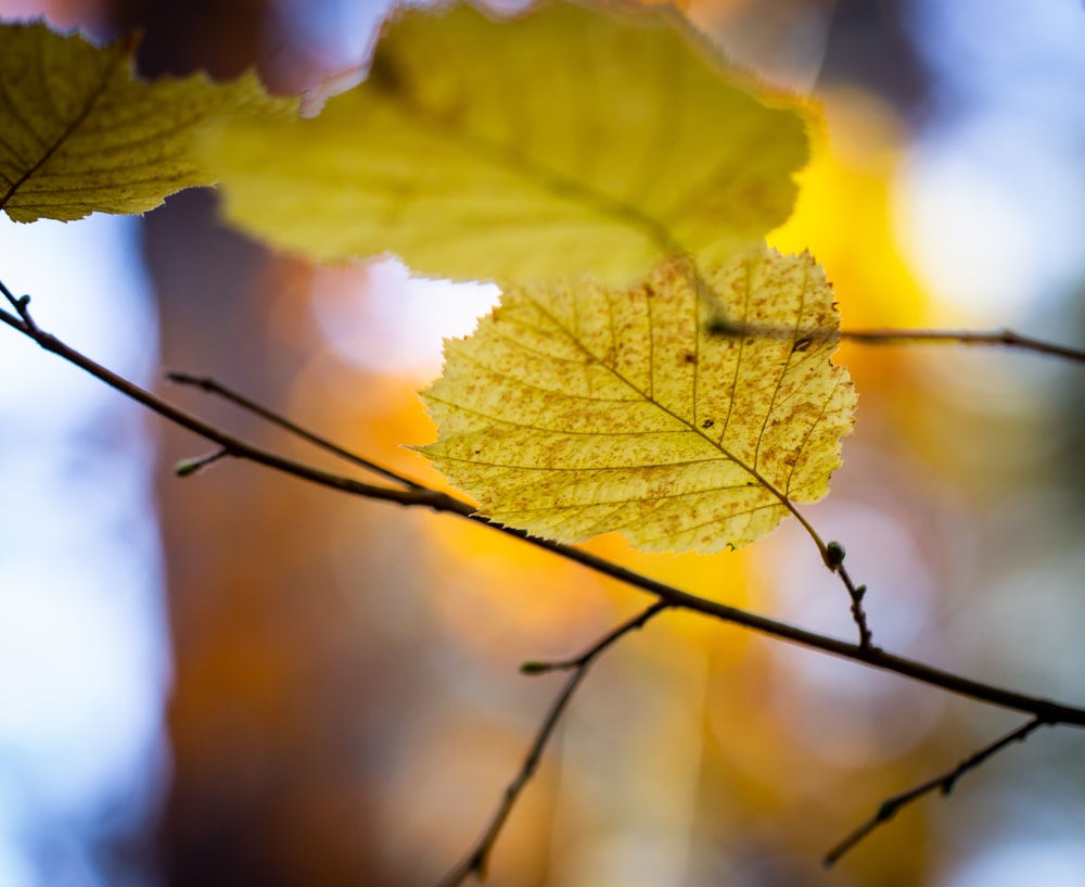 yellow maple leaf on brown tree branch