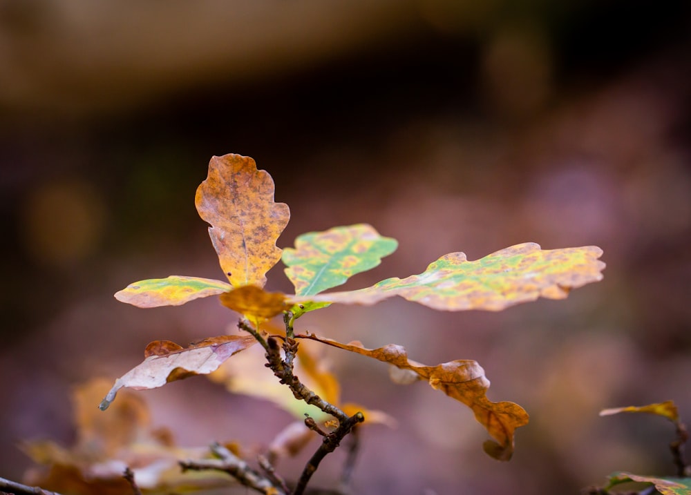 green and brown leaf in close up photography