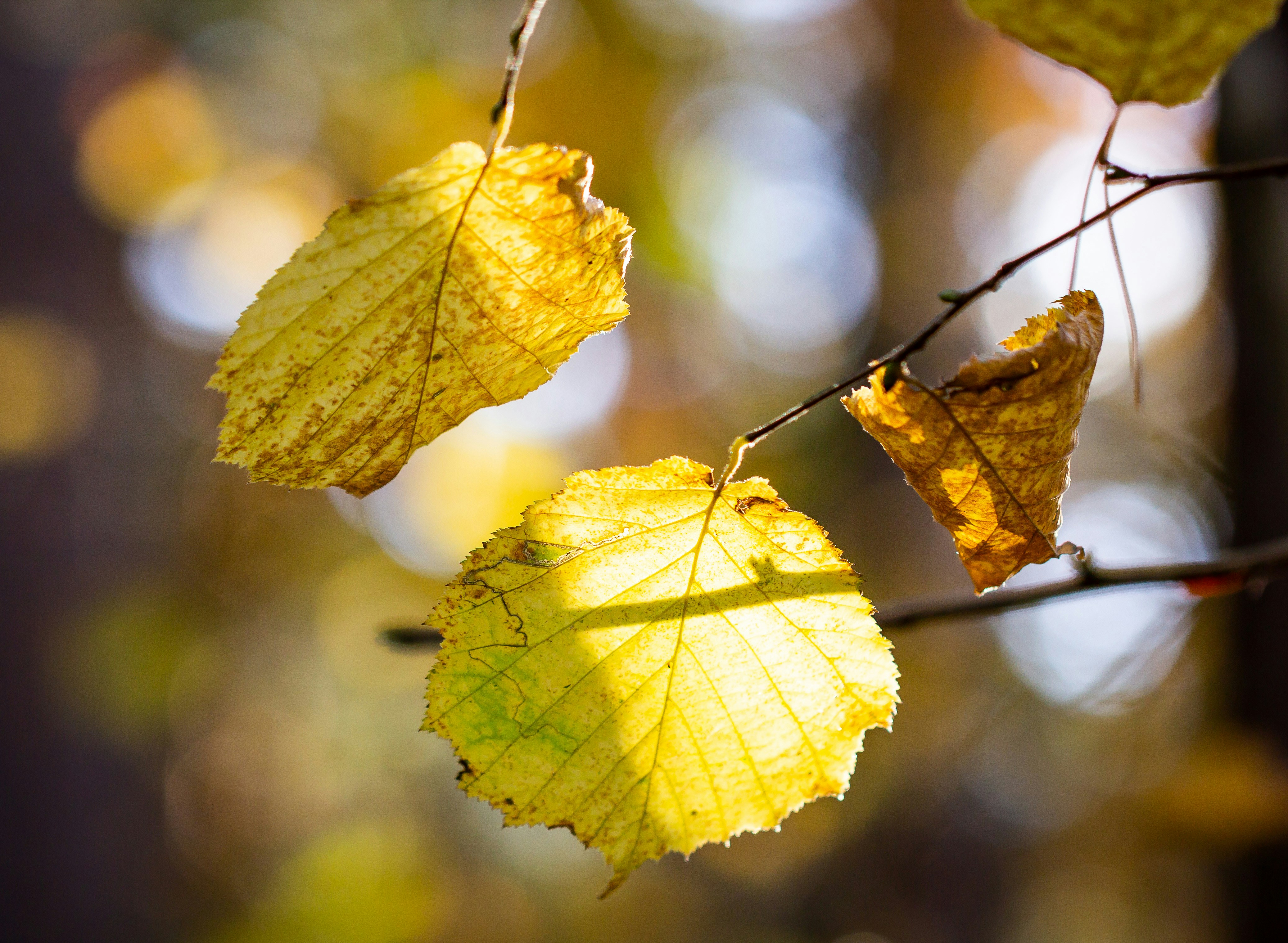 Photo by annikakarlsson