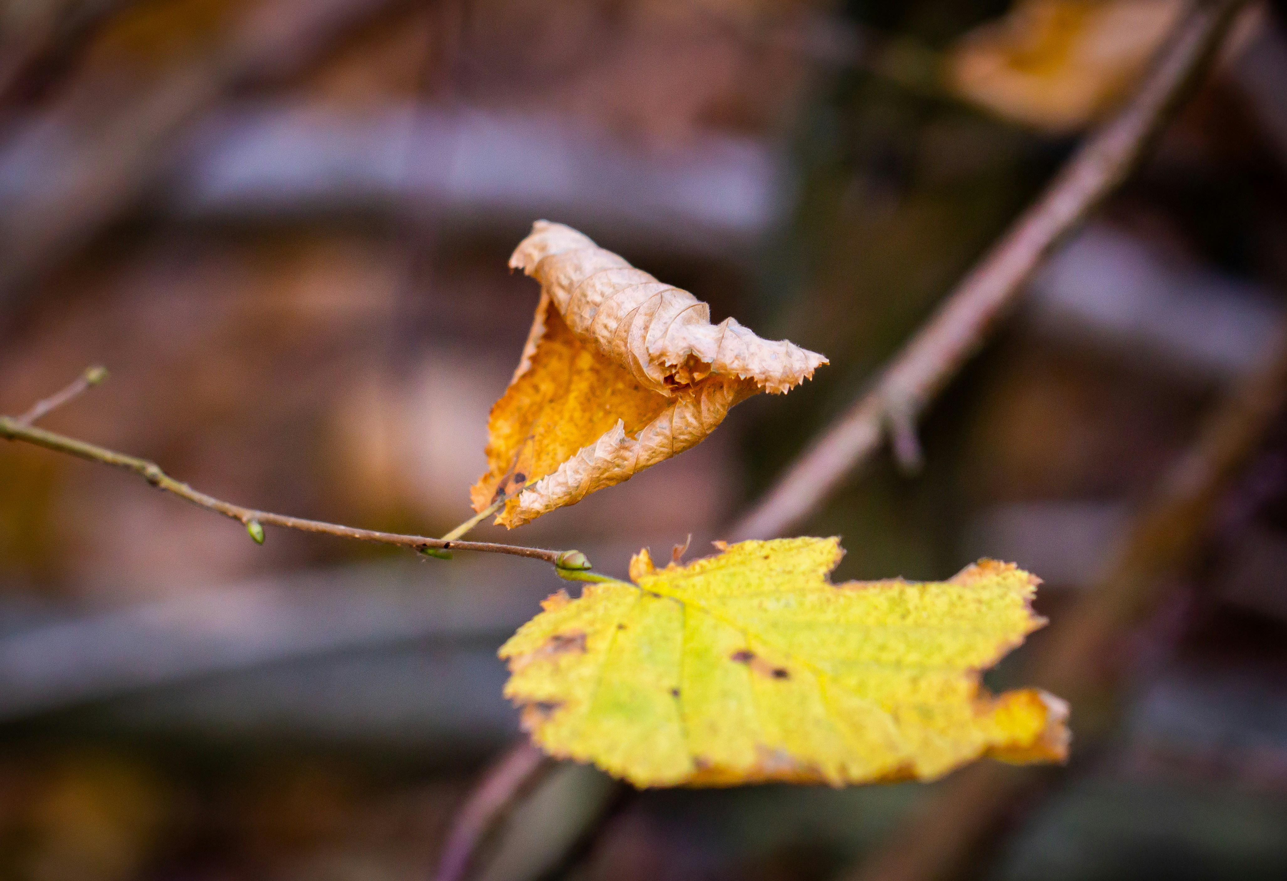 Photo by annikakarlsson