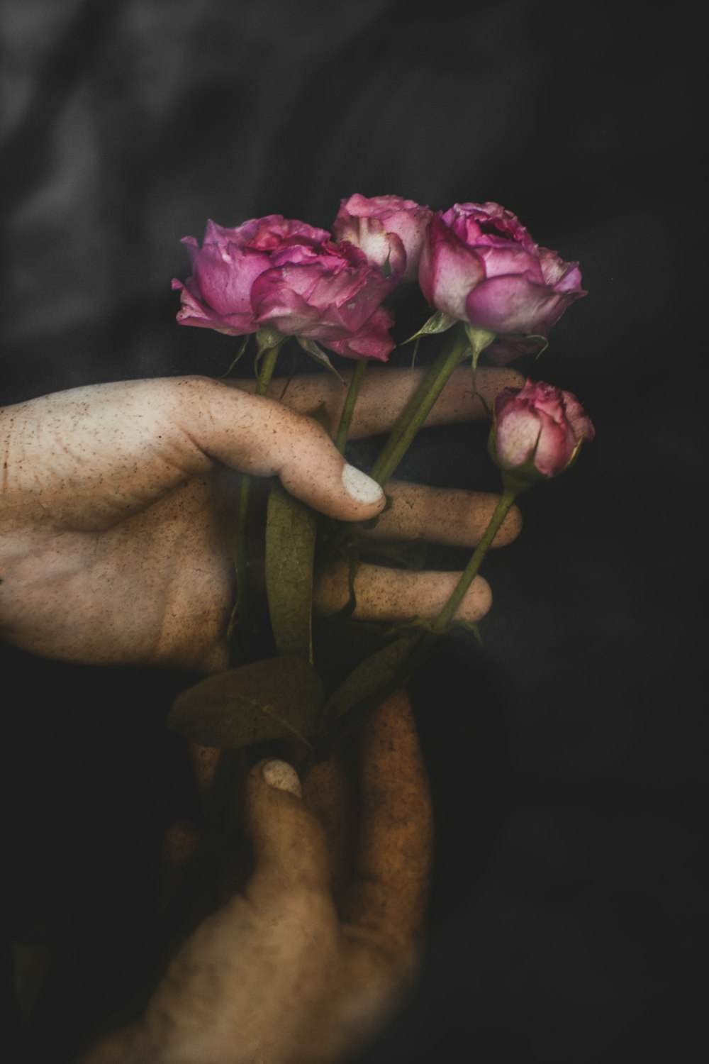 person holding pink flower in close up photography