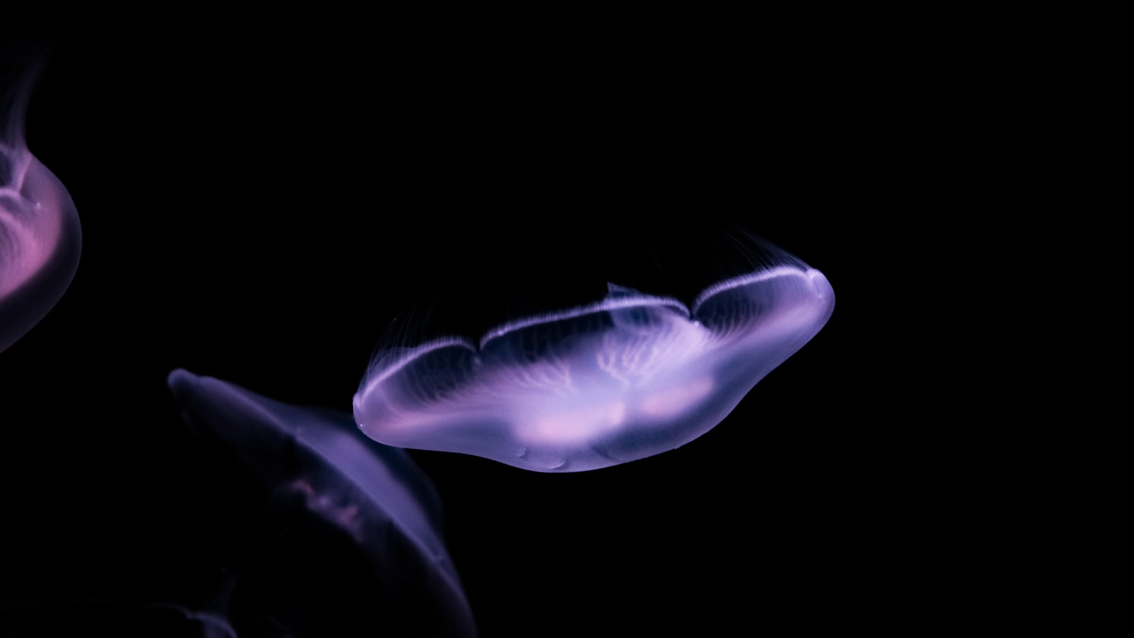 Fujifilm X100V sample photo. Blue and white jellyfish photography