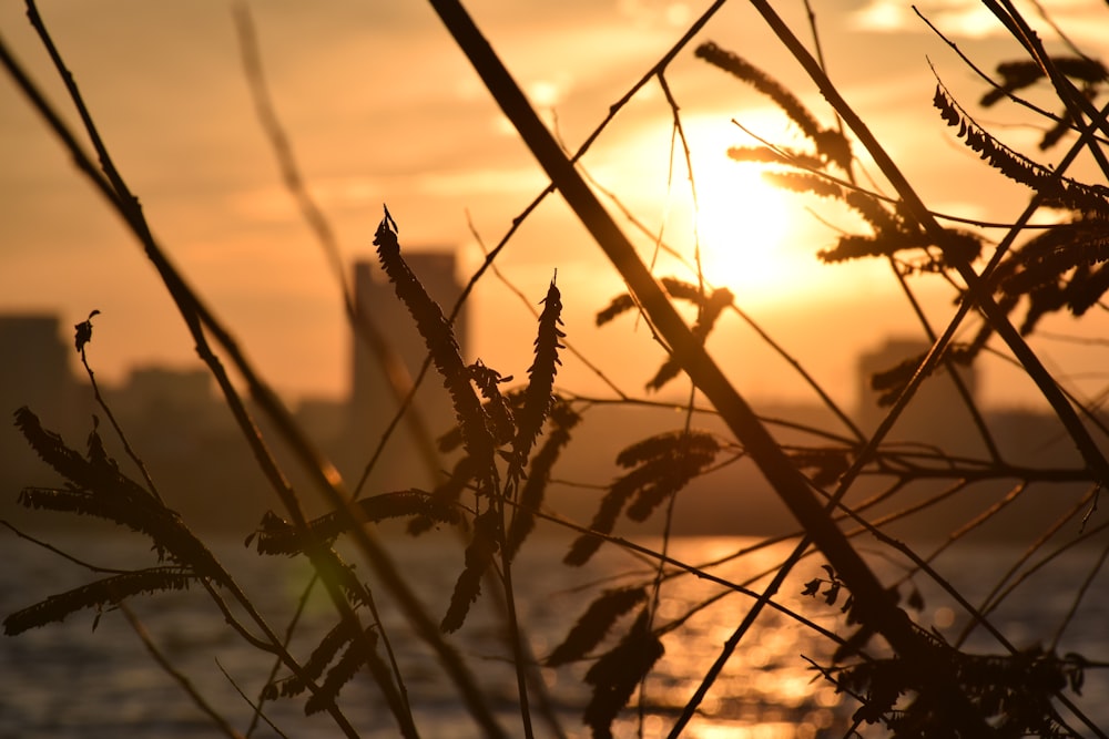 silhouette of plant during sunset