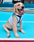 A playful golden retriever puppy sitting on a colorful training pad indoors