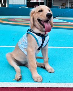 A golden retriever puppy sits on a turquoise sports court, wearing a patterned harness. The puppy is panting and looking cheerful with its tongue out. The background includes colorful court markings and a section of a fence.