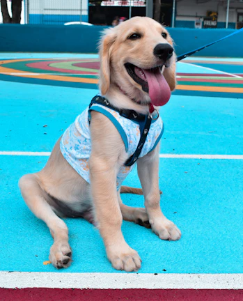 A playful golden retriever puppy sitting on a colorful training pad indoors