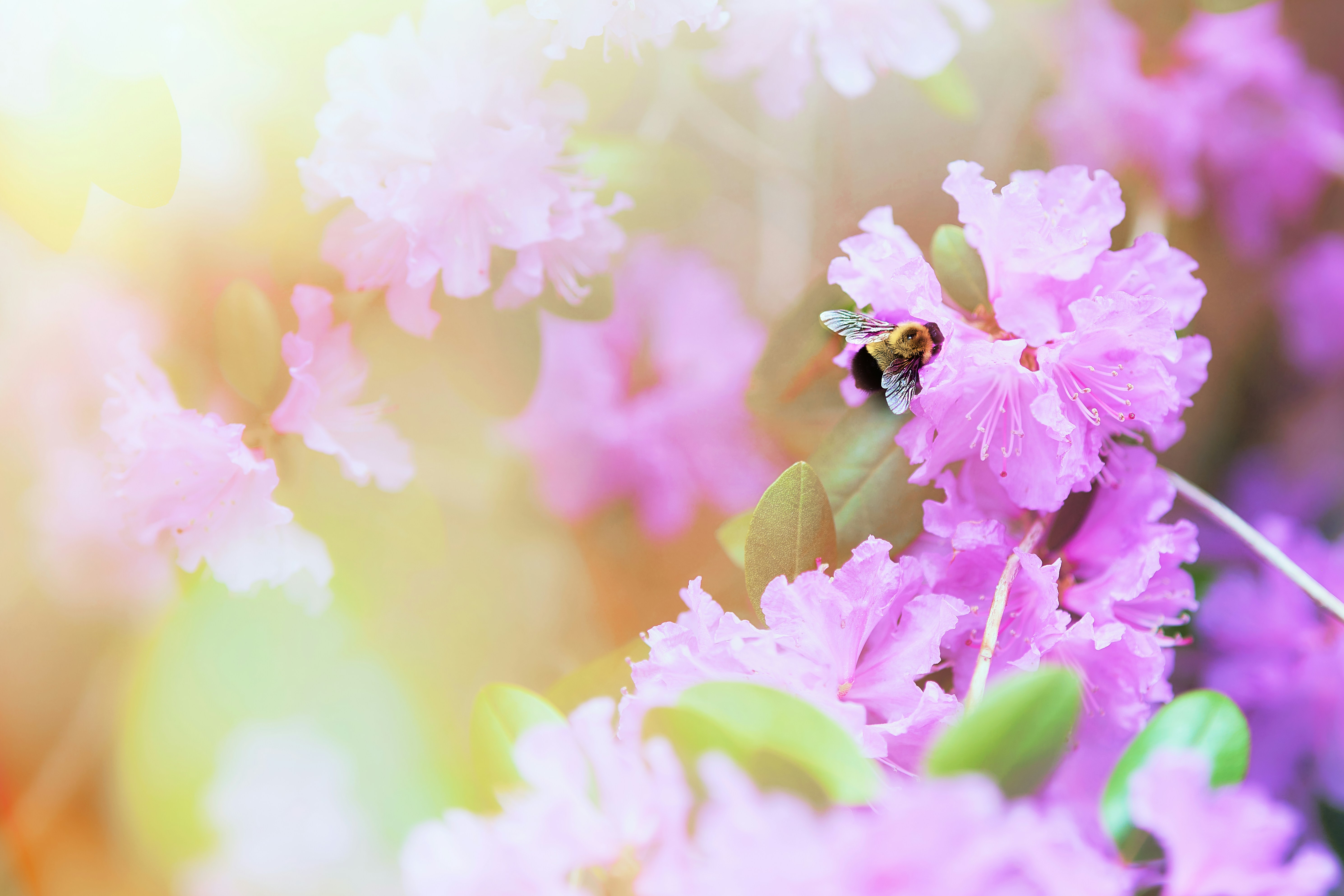 black and yellow bee on pink flower
