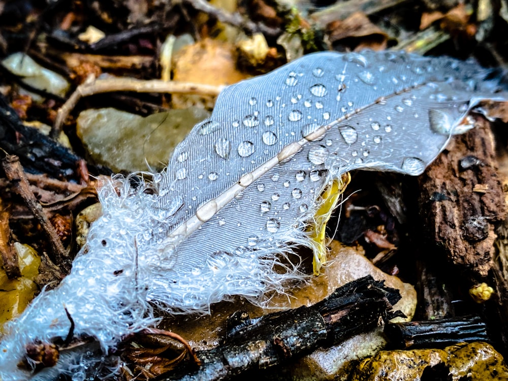 white and gray feather on brown dried leaves