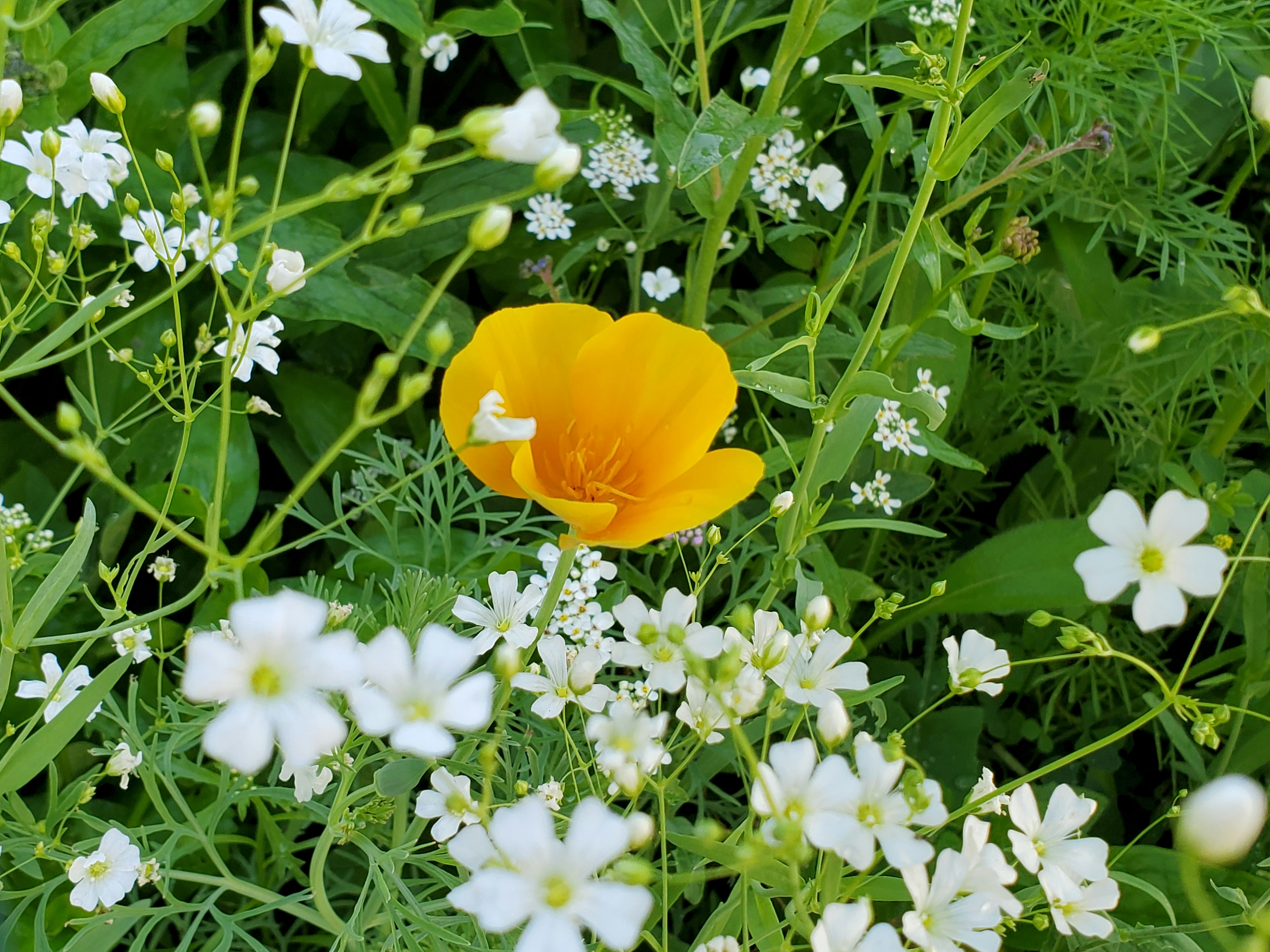 yellow flower with white flowers photo Free Image on Unsplash