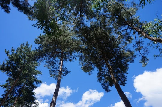 green trees under blue sky during daytime in Tsakhkadzor Armenia