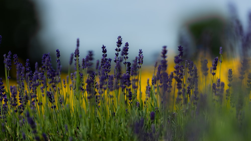 yellow flower field during daytime