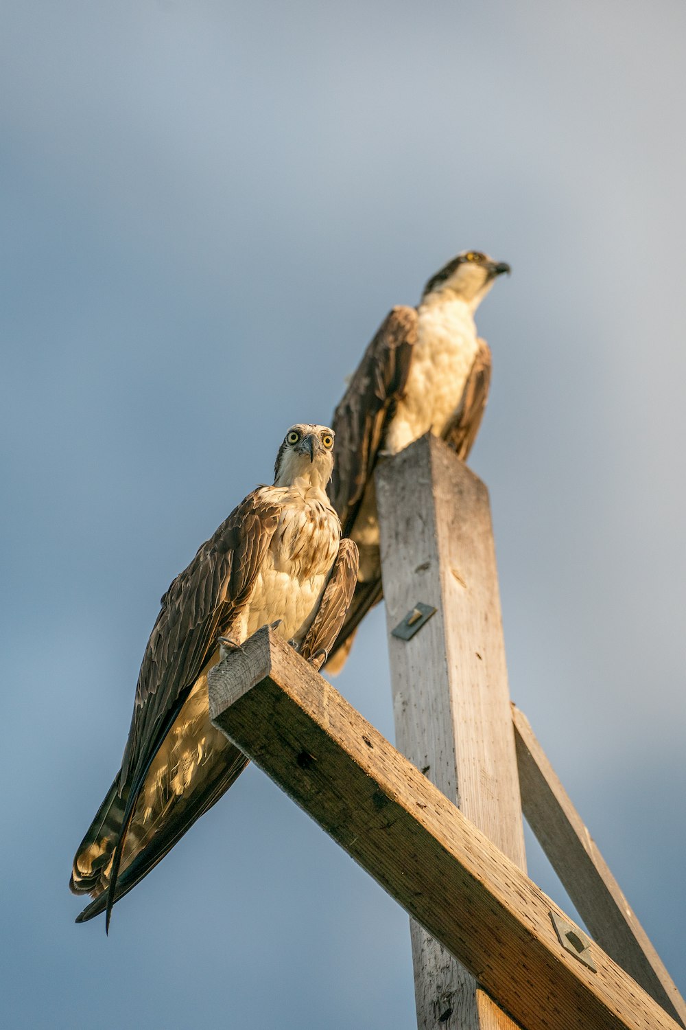 oiseau brun et blanc sur clôture en bois marron pendant la journée