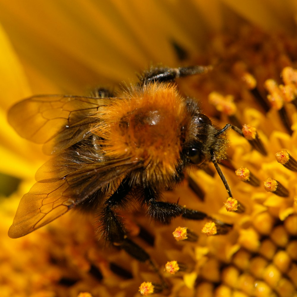 yellow and black bee on yellow flower