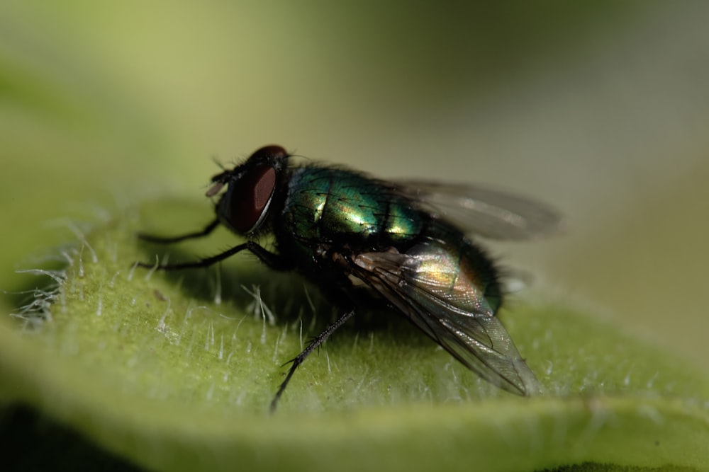 black fly perched on green leaf in close up photography during daytime