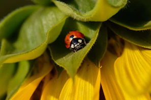 A close-up of a ladybug resting on a vibrant green leaf in a backyard garden.