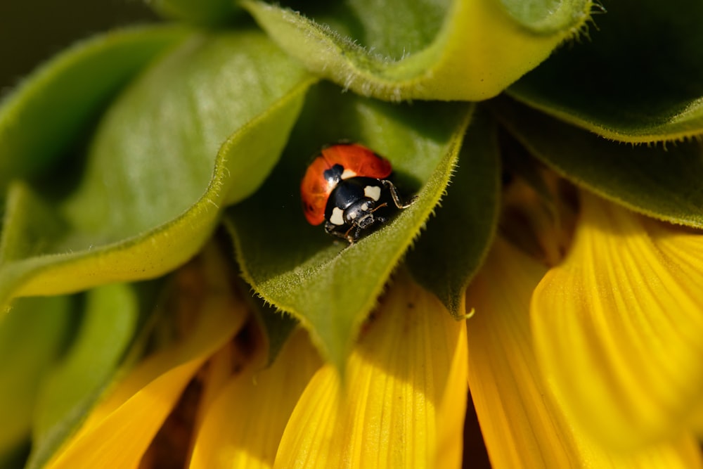 roter und schwarzer Marienkäfer auf gelber Blume